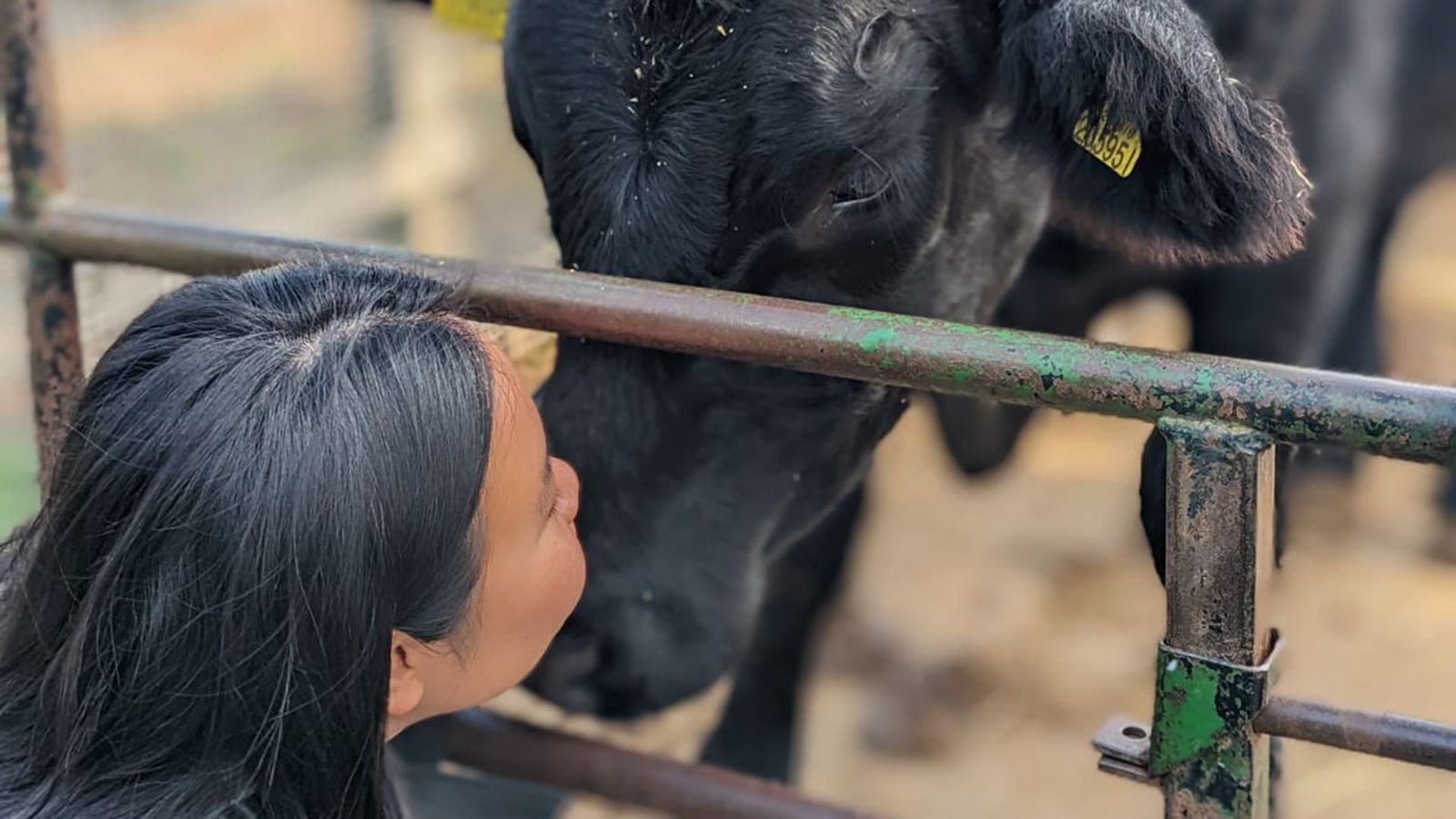 Postcard from London: what an urban farm taught me about loving animals