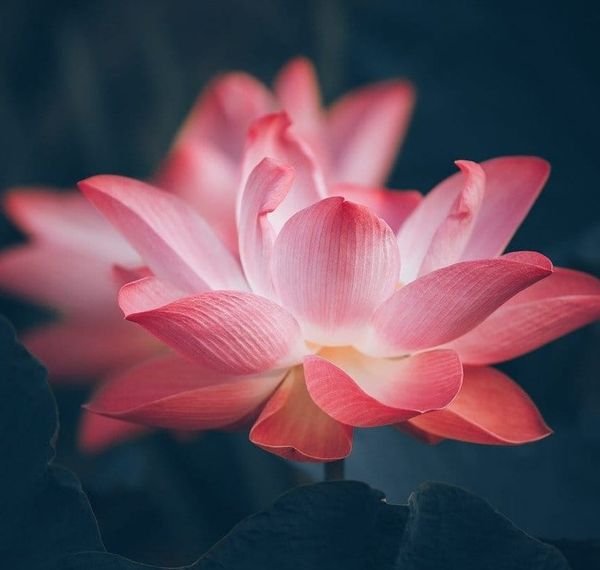 Die ultimative Hilfe-Zur-Selbsthilfe Website