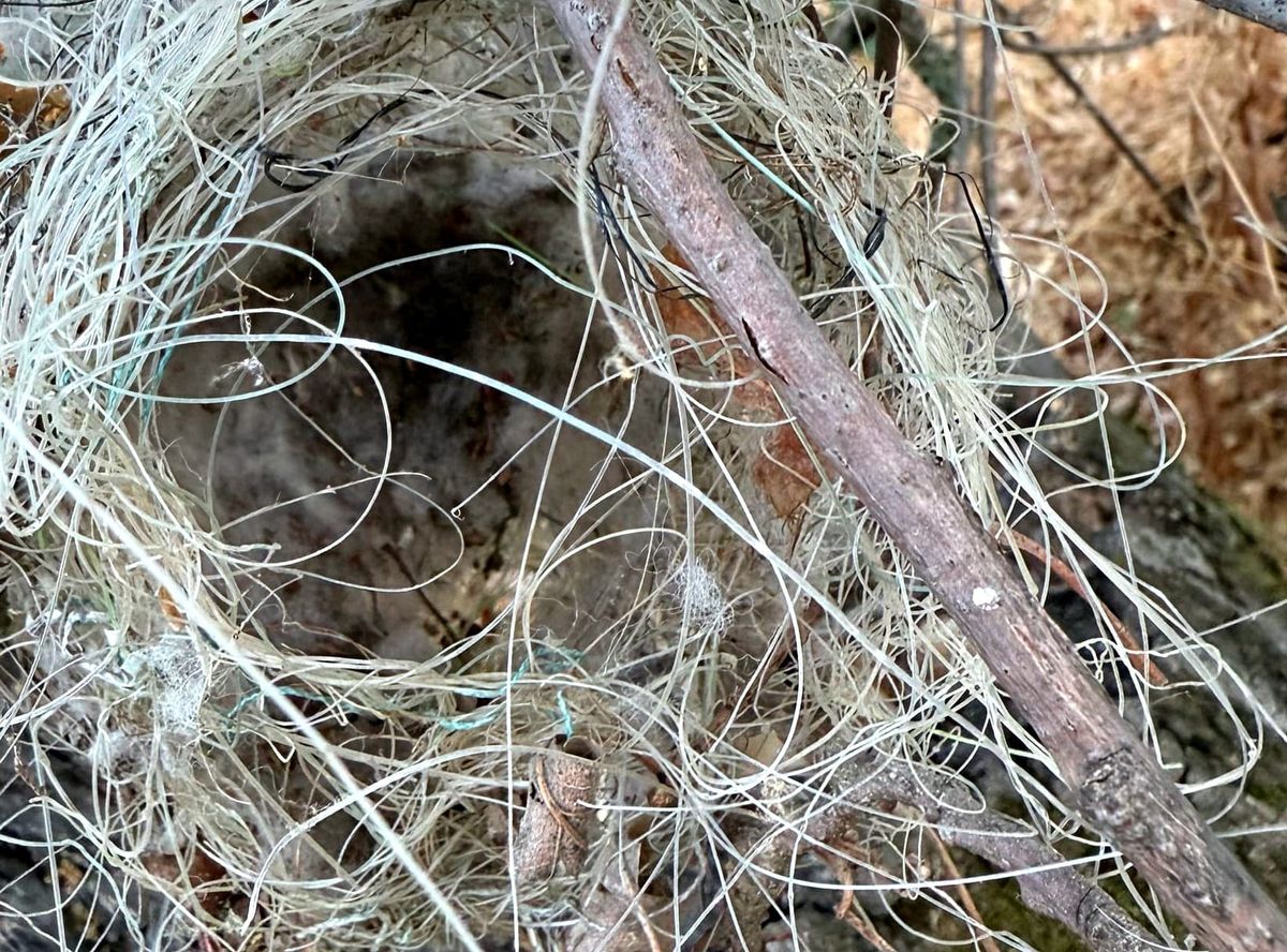 A photo of a birds nest, composed of teal, black, white, and light brown fibers of mixed natural and manmade origins.