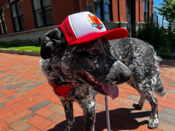 Rigby, a Blue Heeler mix dog, wearing a baseball cap on the streets of Portland, Maine.