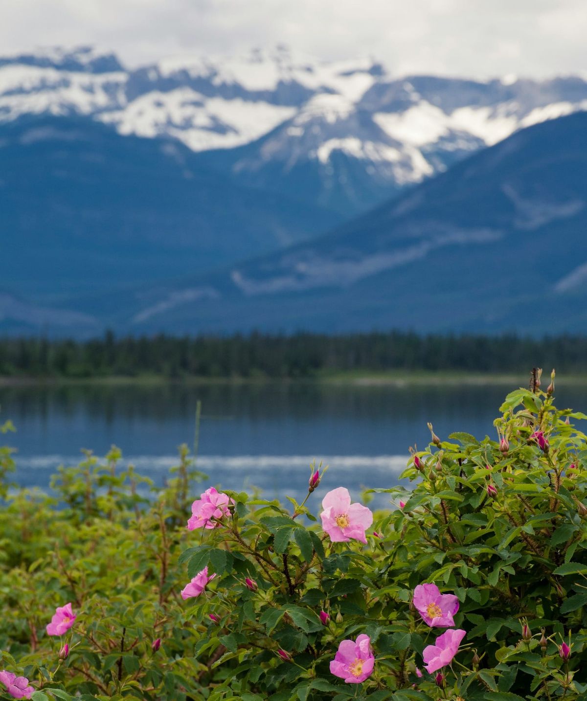 Wild Rose - Coming Soon!