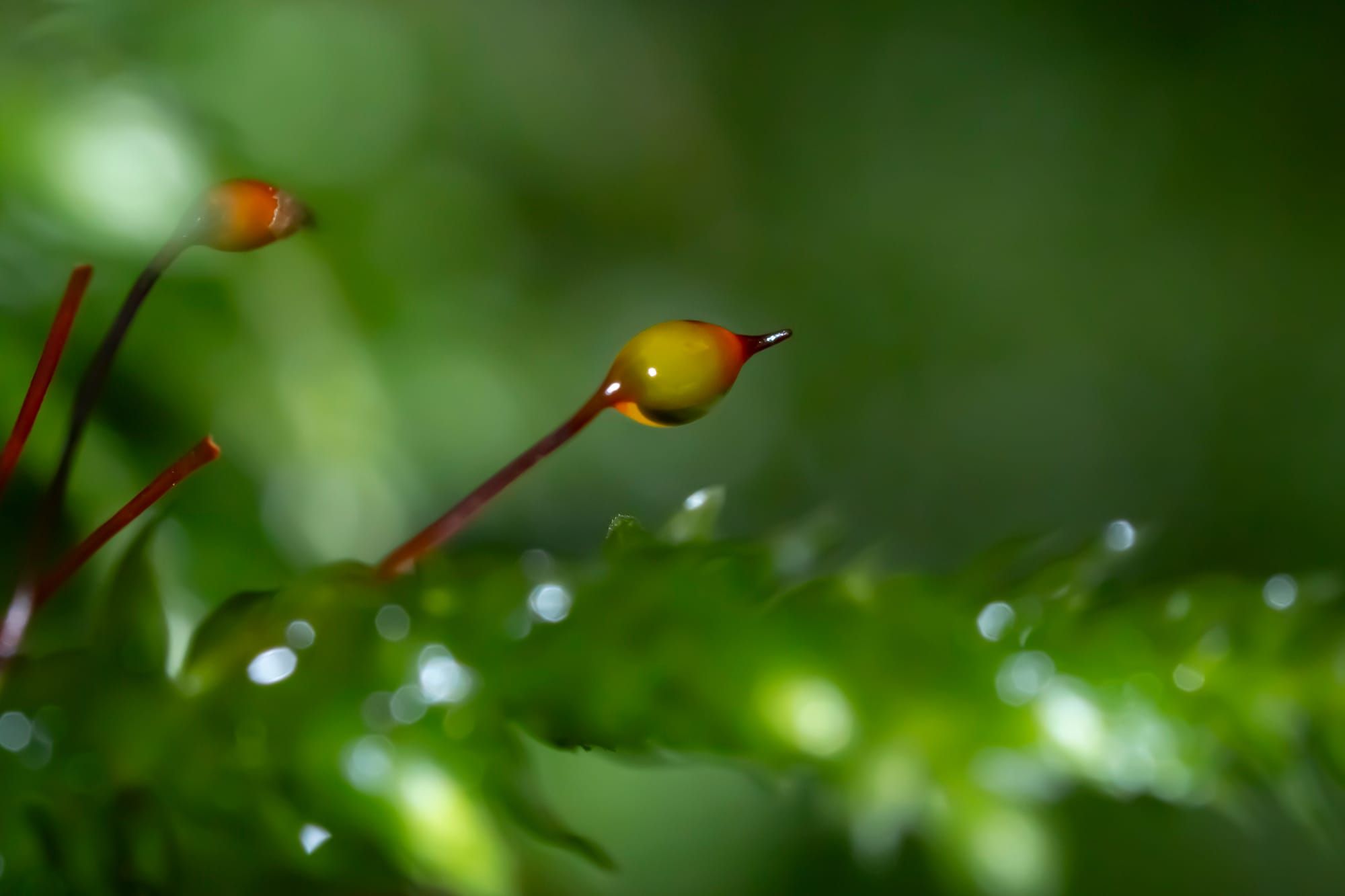 Web of Life Photography
