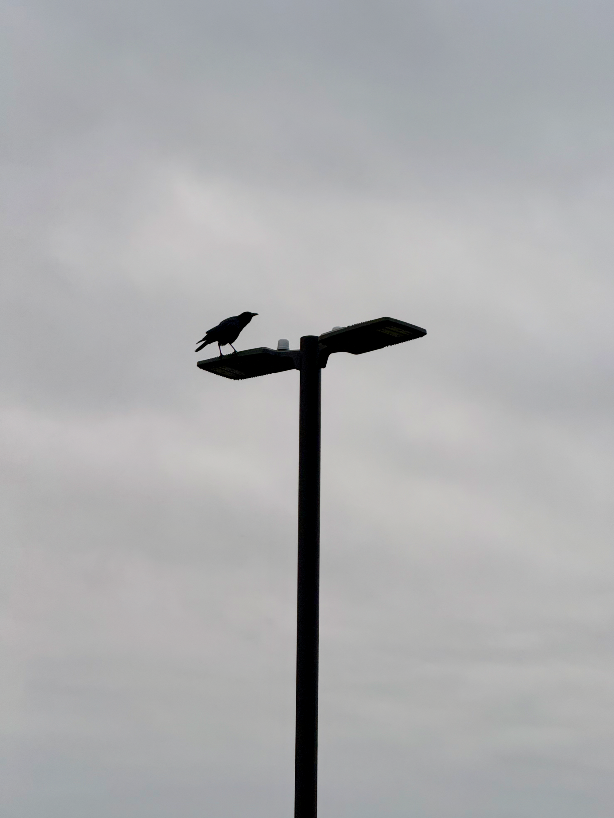 A crow on a light post in the school parking lot.