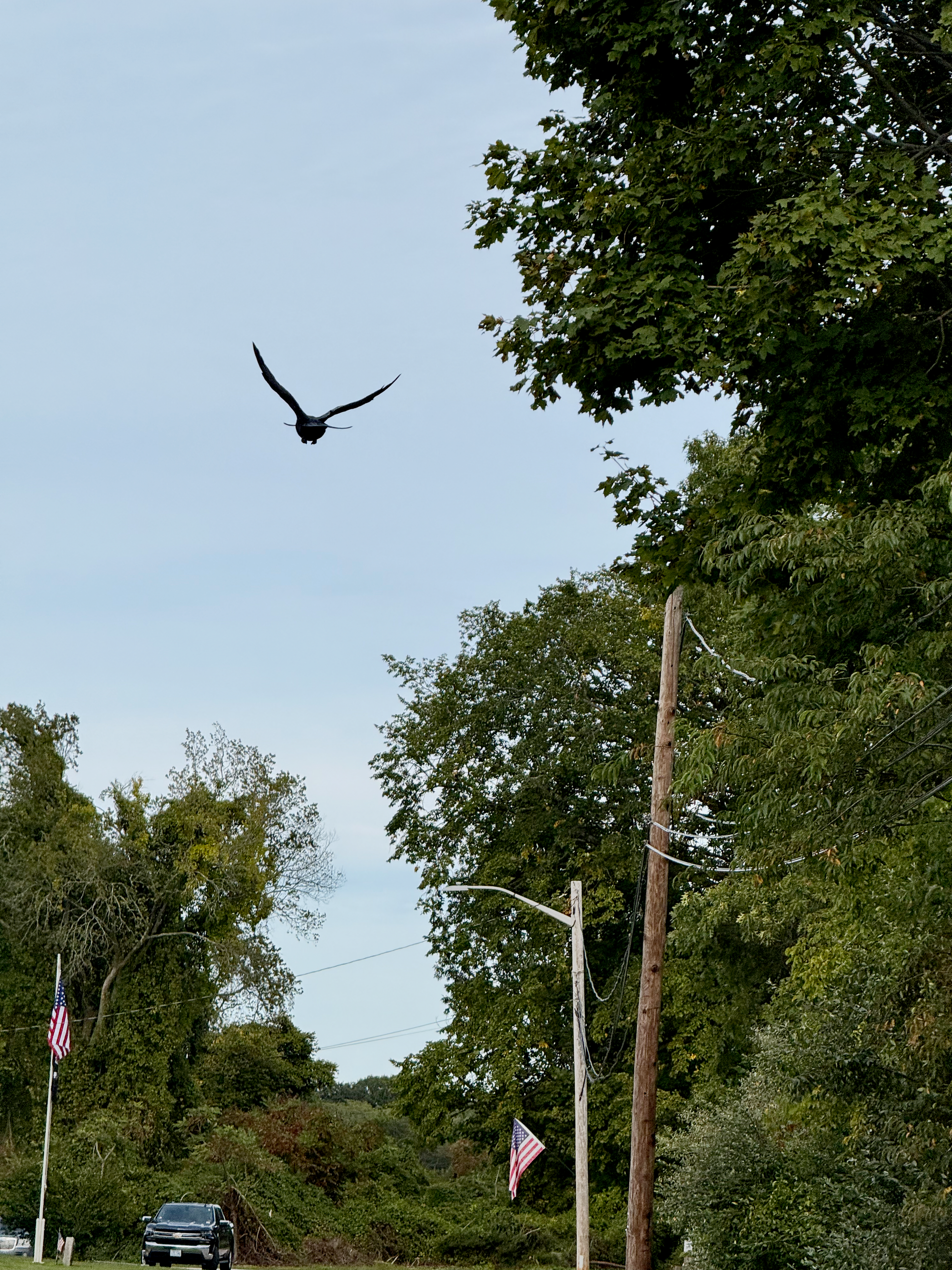 A crow soaring off.