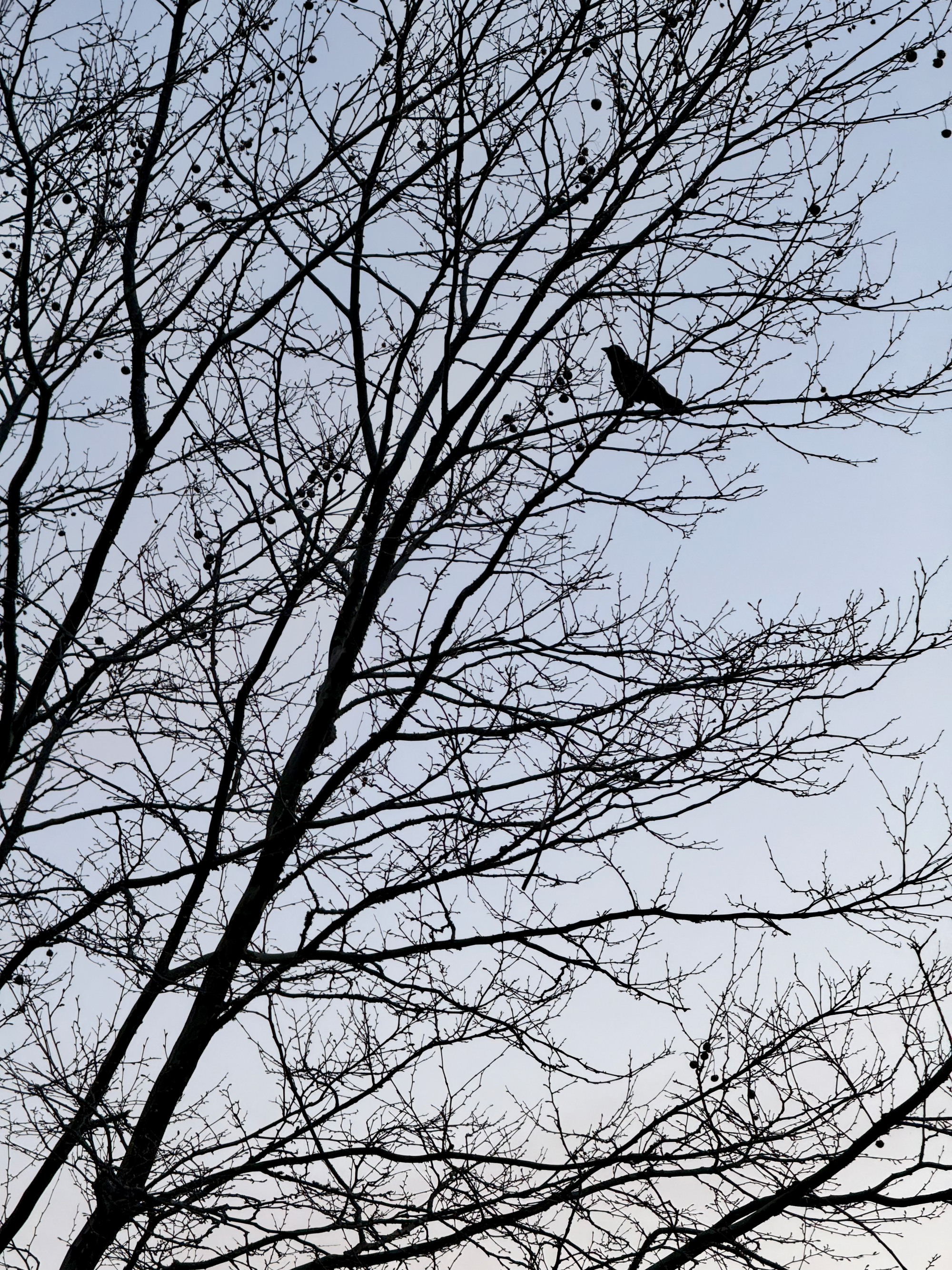 A single crow perched in a tree.