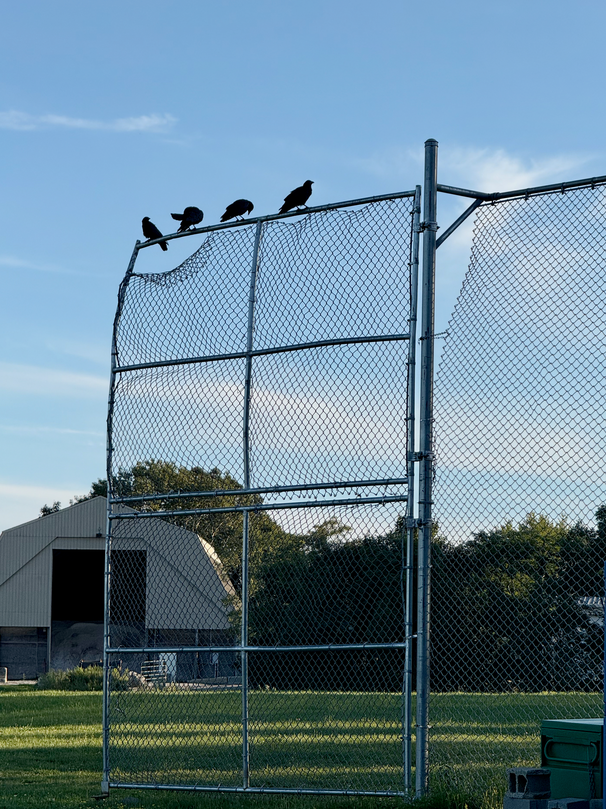 Four crows, each representing a lost young man.