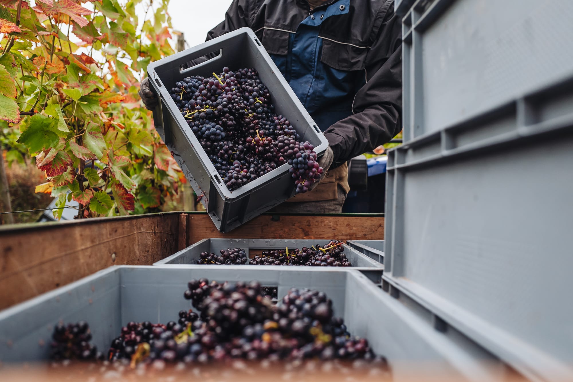 A farm worker pours a full basket of freshly picked dark grapes into a tractor bin during the busy vendemmia season in the Italian countryside.