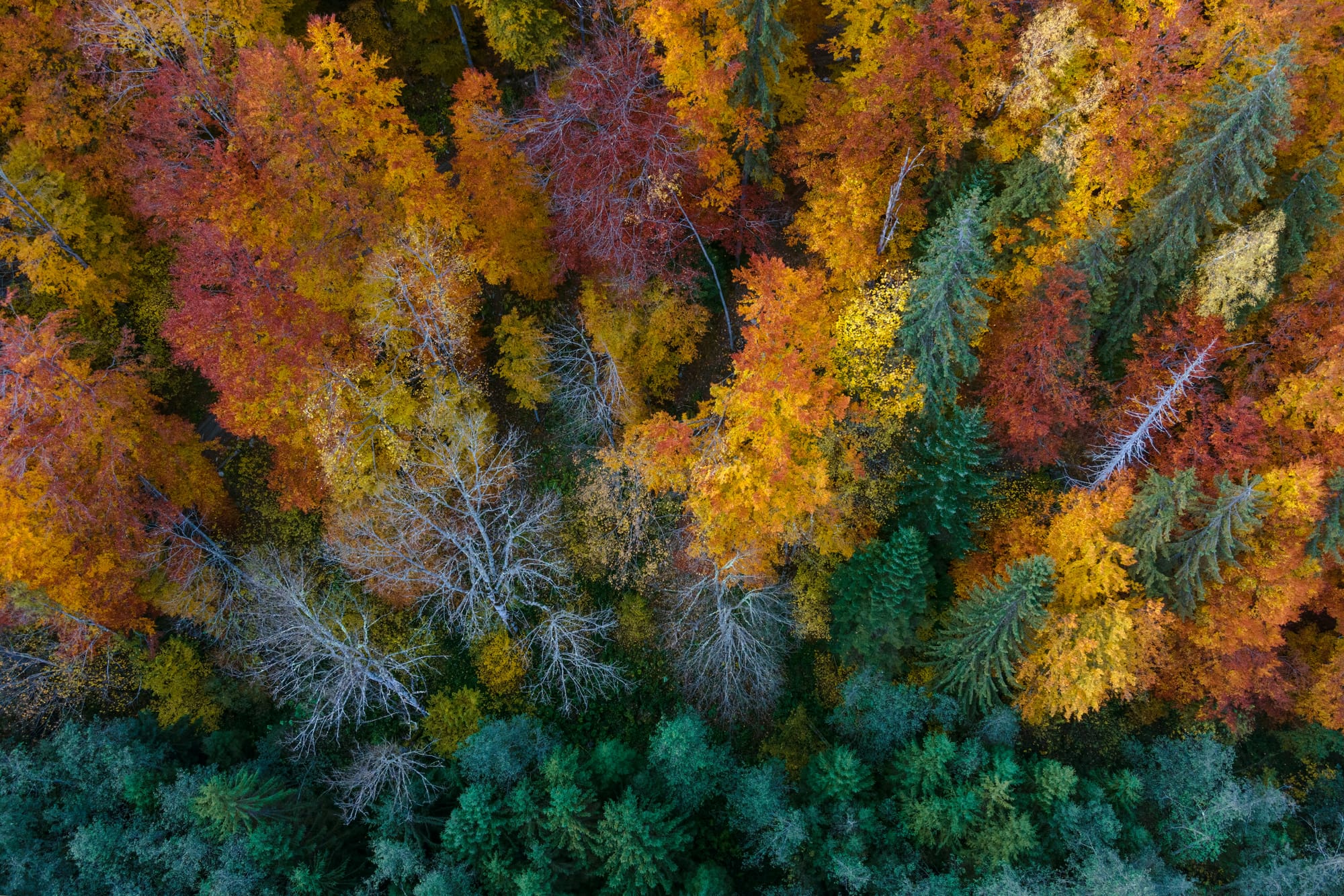 The magic of autumn colors in the Italian mountains.A top-down drone view of a winding road through a dense forest in the Italian Alps during autumn, with vibrant yellow, orange, and red fall foliage.