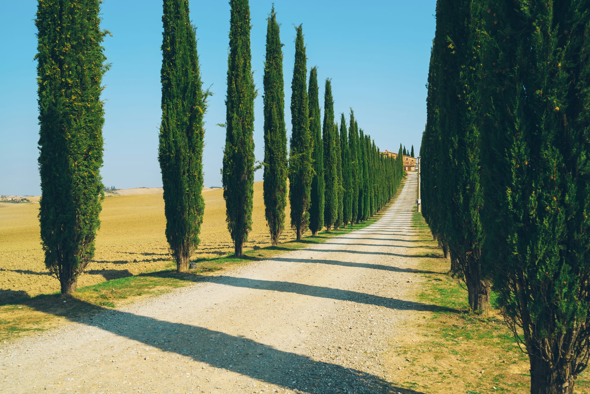 A winding road lined with cypress trees through the vineyards of the Chianti wine region in Tuscany.