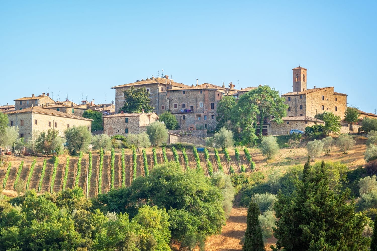 View of the medieval hilltop town of Montalcino, surrounded by the green vineyards of the Val d'Orcia, Tuscany.