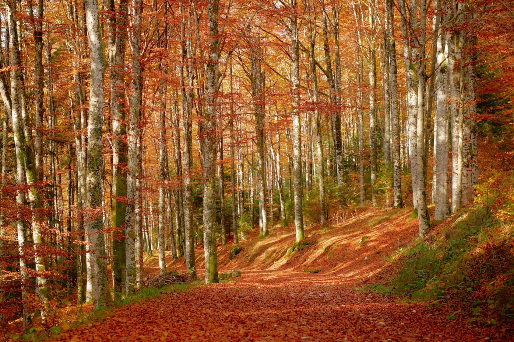 A sunlit beech forest floor in Italy completely covered with golden, orange, and brown fallen leaves during a beautiful day in October.