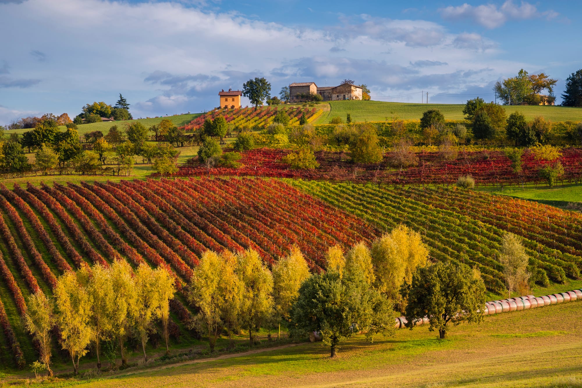 Rolling hills of the Castelvetro vineyards near Modena in autumn, with rows of vines showing vibrant red and orange fall colors during the harvest season.