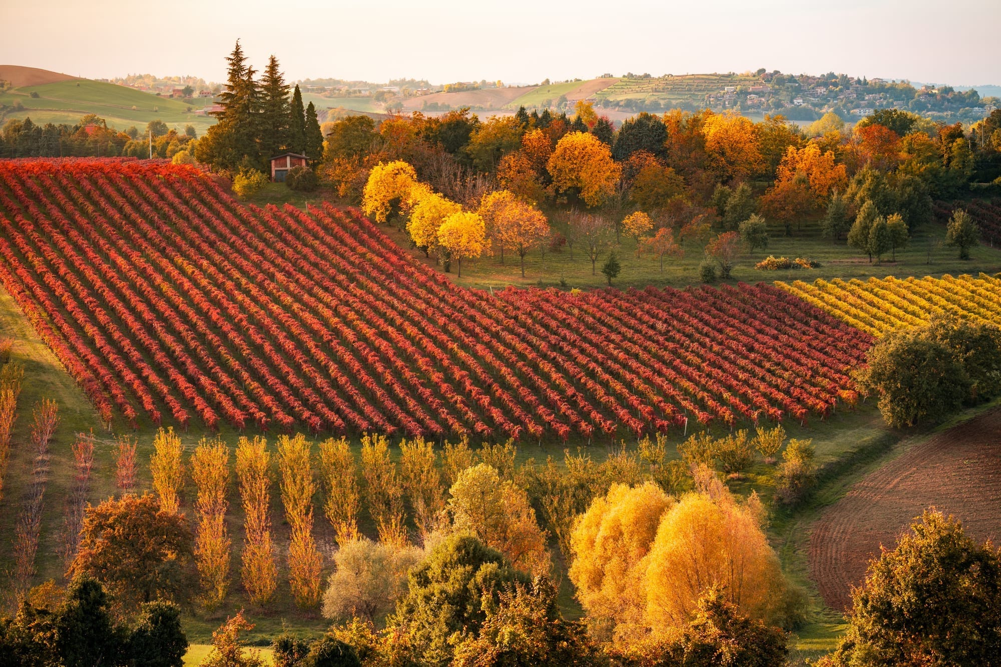 The rolling hills of vineyards in Castelvetro di Modena, Italy, showing vibrant red and orange autumn foliage during the October harvest season.