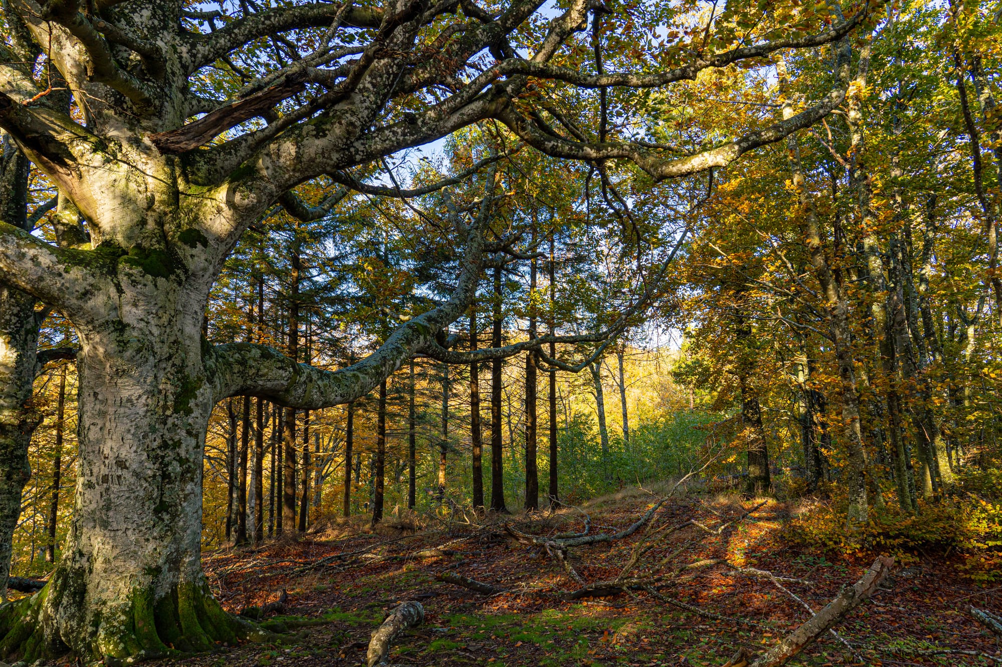 Towering, ancient beech trees, the Giants of the Tramazzo, in the serene Foreste Casentinesi National Park, Italy.