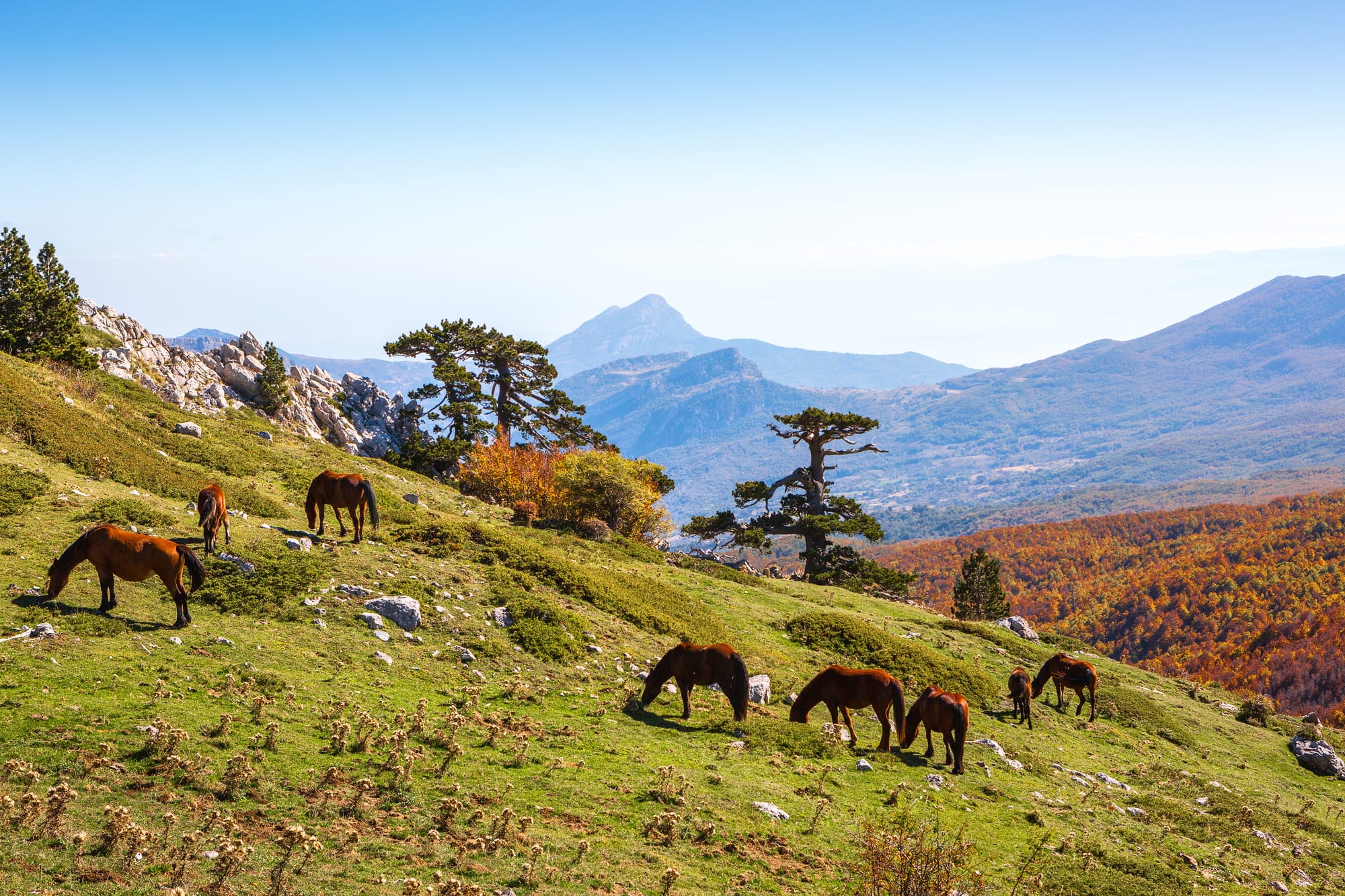 Wild horses grazing on a mountain plateau with golden autumn foliage in Pollino National Park, southern Italy.