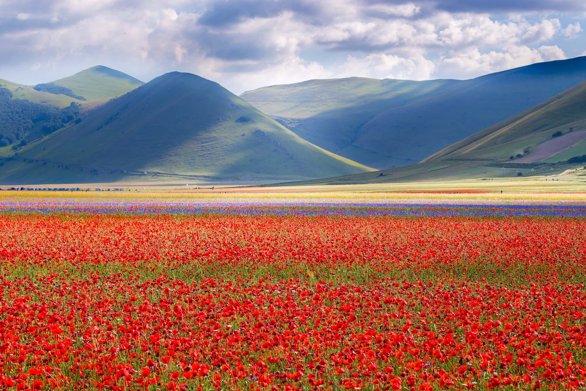 Mass wildflower bloom known as the Fiorita on the Piano Grande plateau of Castelluccio di Norcia, Monti Sibillini National Park, Umbria, Italy.