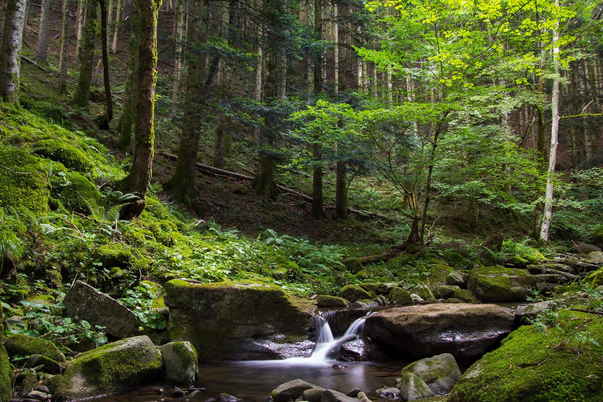 Small stream flowing through the ancient beech forest understory in Foreste Casentinesi National Park, Tuscany, Italy.