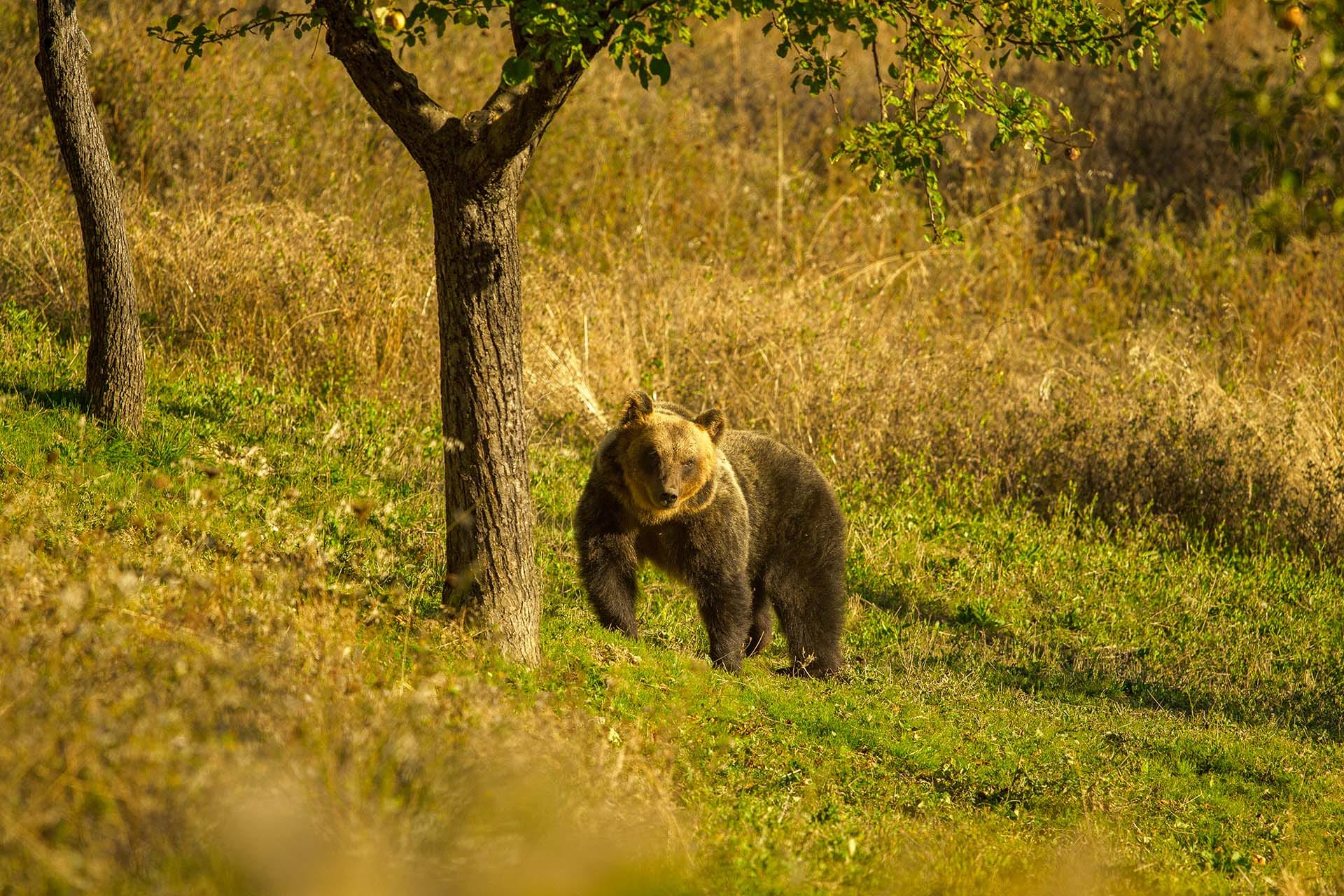 Marsican brown bear (Ursus arctos marsicanus) in its natural habitat in Abruzzo, Lazio e Molise National Park, central Apennines, Italy.