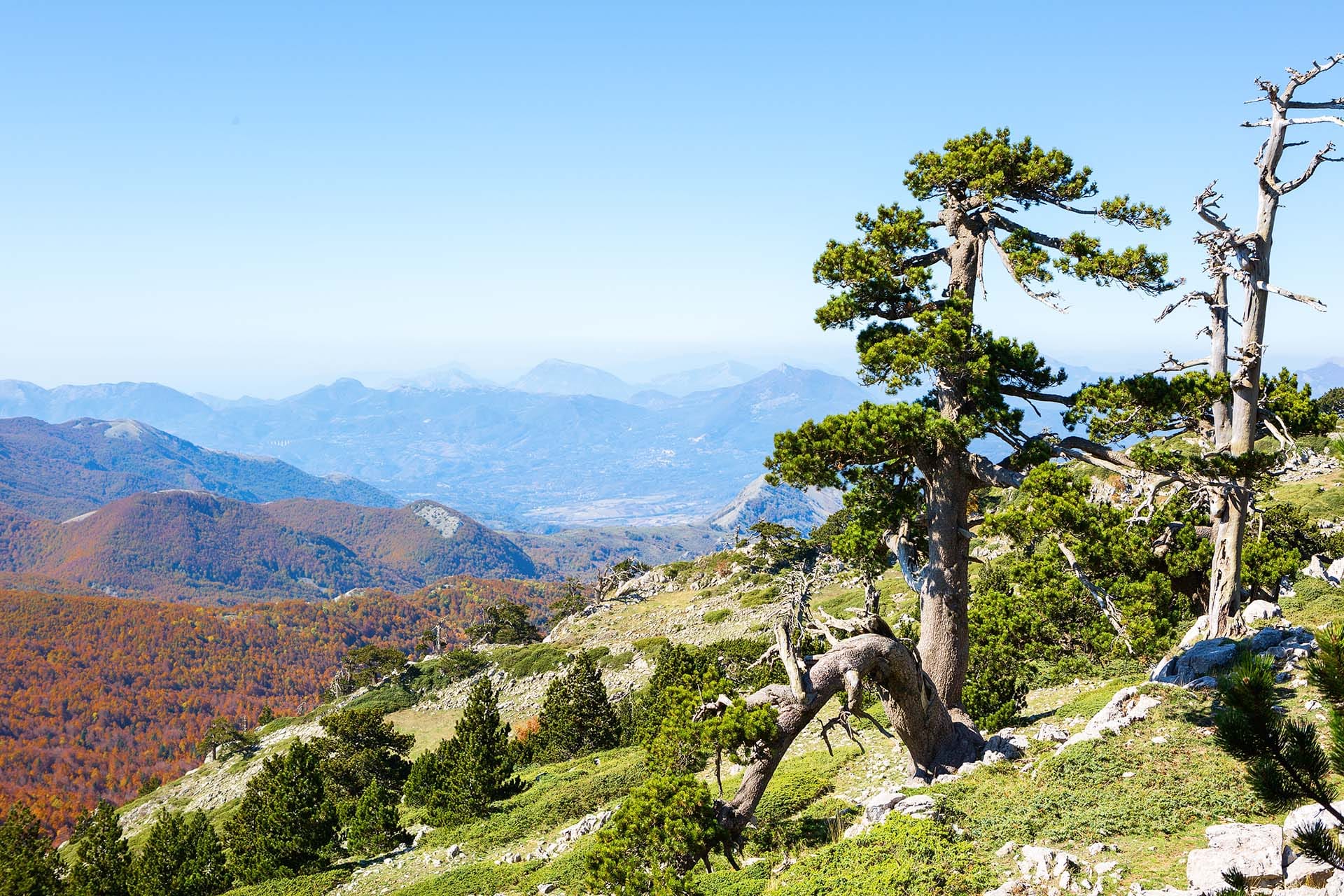 Panoramic view from Serra di Crispo ridge in Pollino National Park, southern Apennine Mountains, with ancient Pino Loricato trees, Basilicata-Calabria, Italy.