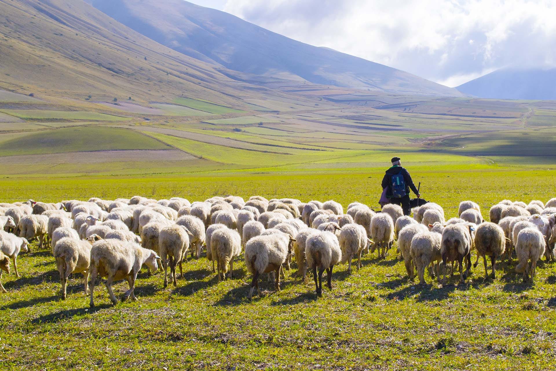 Shepherd with a flock of sheep on high mountain pasture in Monti Sibillini National Park, central Apennines, Italy.