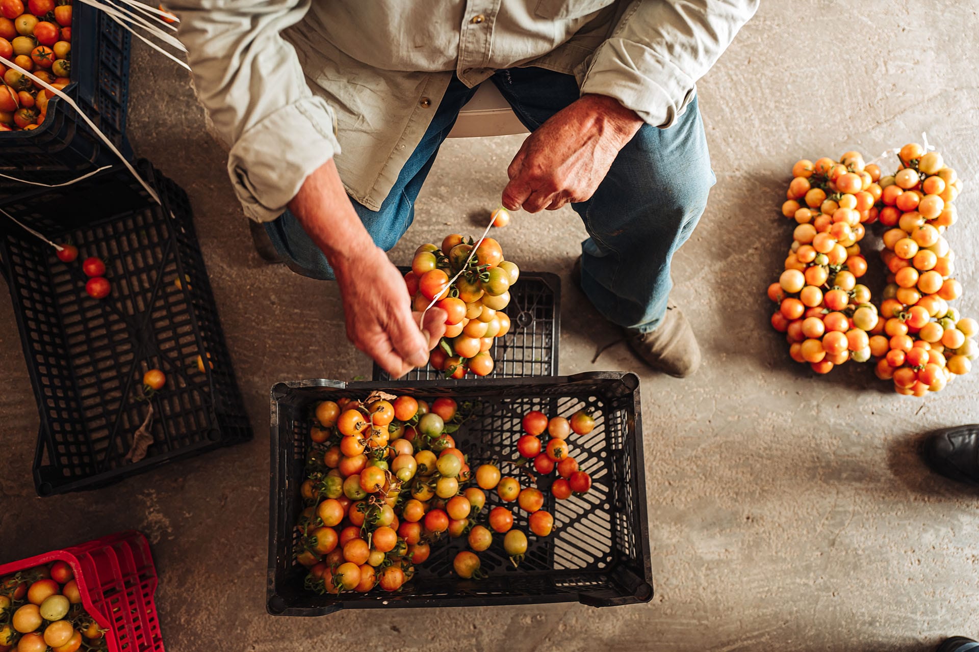 Close-up of elderly hands carefully tying bunches of cherry tomatoes to hang and dry on a wall for winter preservation, a traditional food practice of southern Italy.