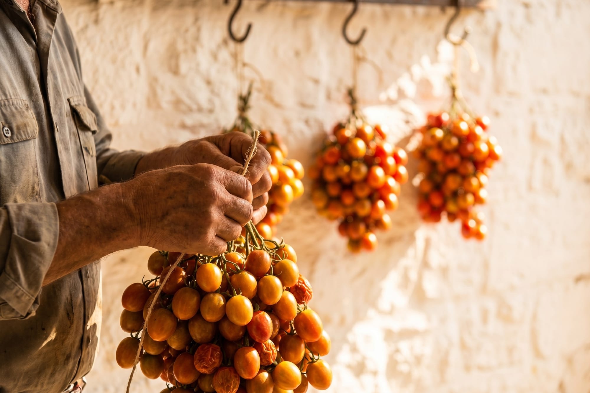 Weathered hands tying clusters of piennolo cherry tomatoes with natural twine against a whitewashed wall in warm September light, southern Italy