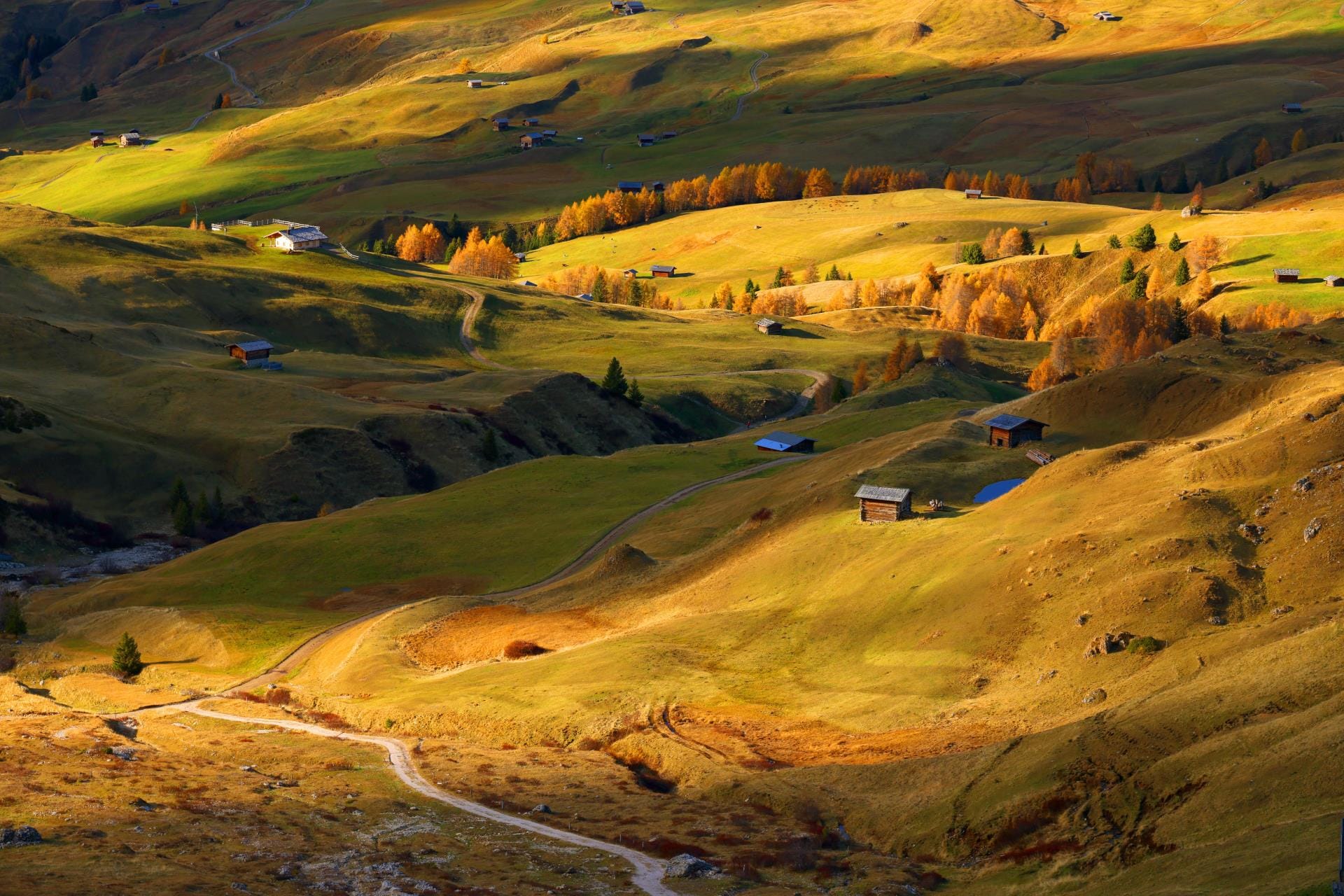 Golden larch trees and wooden huts on the Alpe di Siusi meadows in the Dolomites in autumn