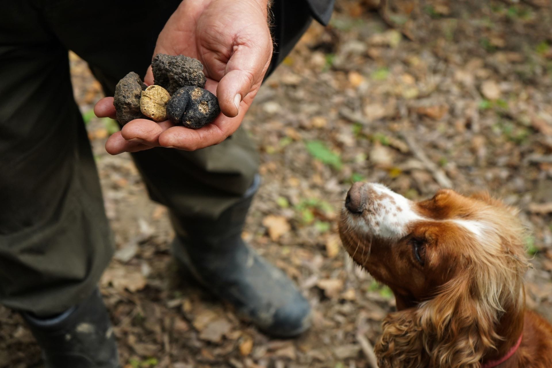 A truffle hunter's dog sniffing freshly found truffles in the Piedmont woods in October