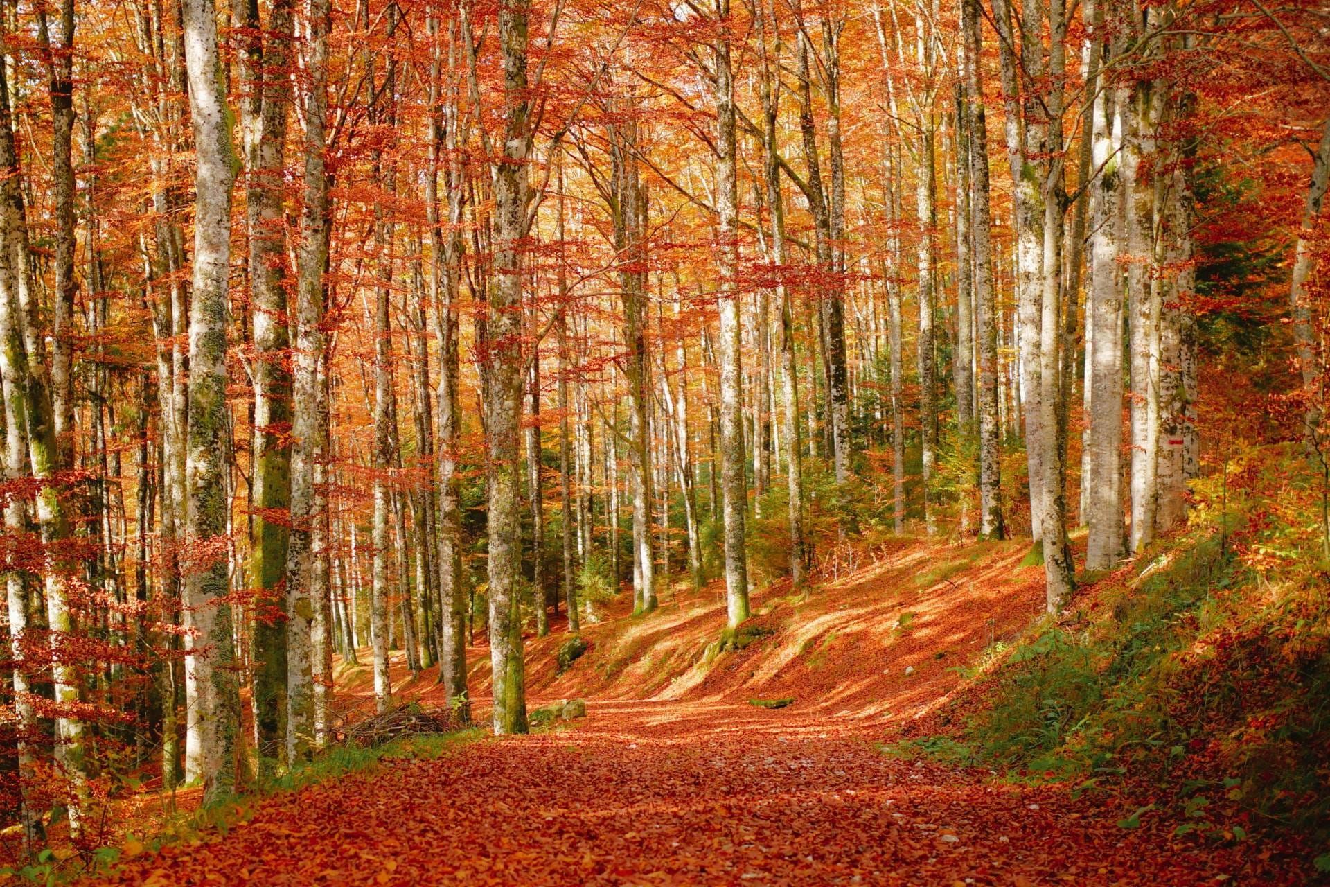 A beech forest in the Apennines with smooth grey trunks and a deep red leaf-litter floor