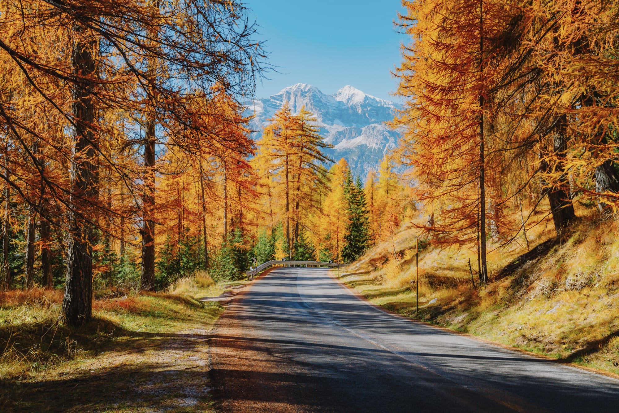 Golden larch foliage lining an alpine road in Italy, snow-capped peaks behind