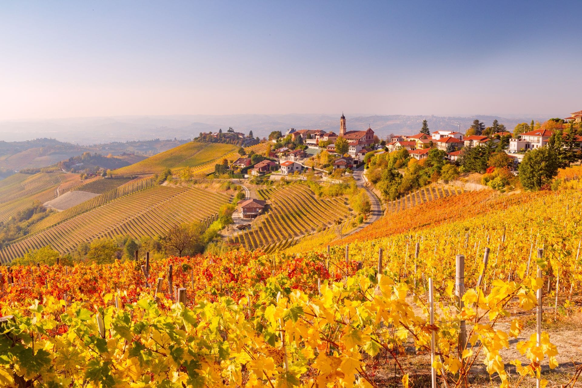 Autumn foliage in the vineyards of Treiso, Langhe, Piedmont