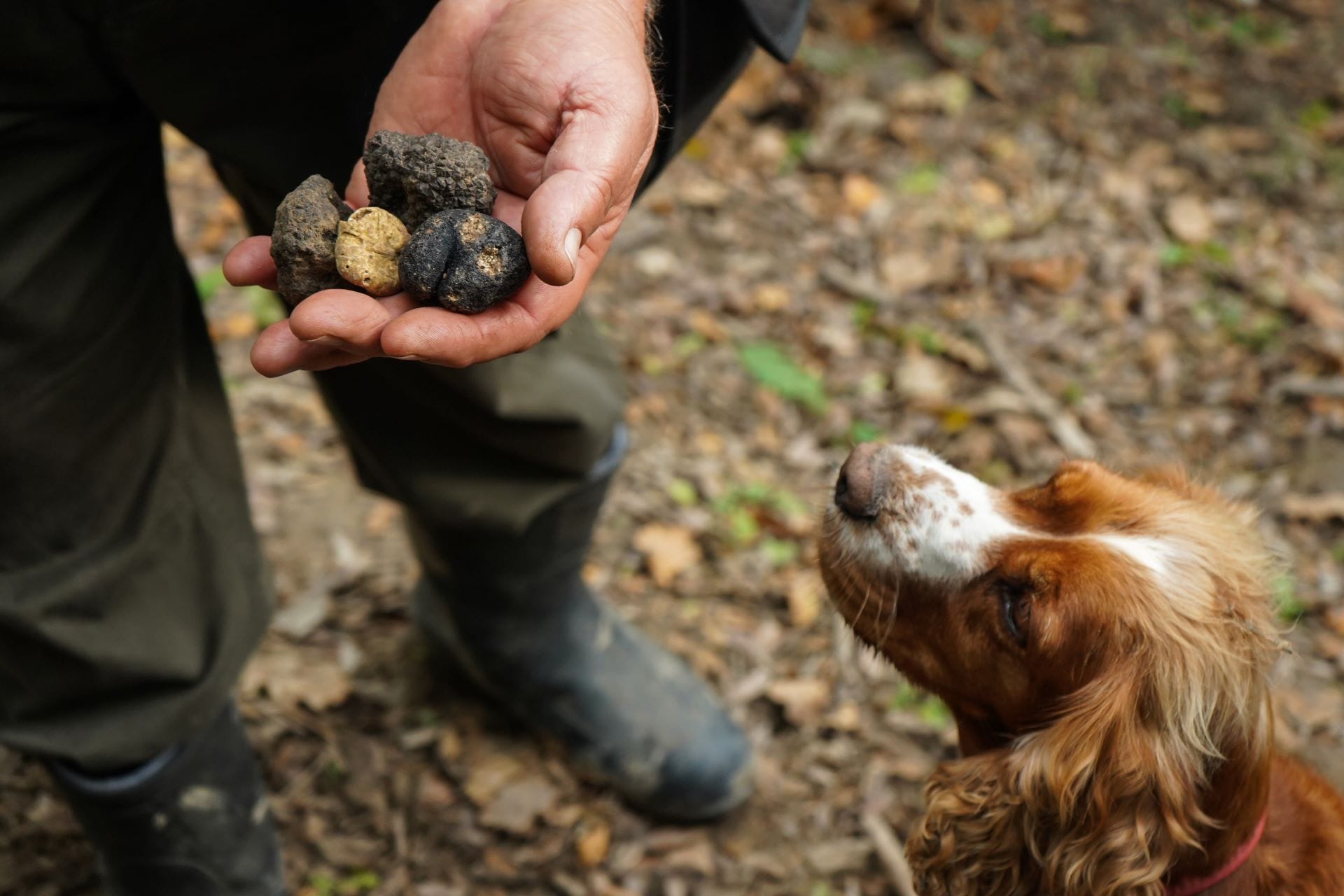 Hand holding freshly dug white and black truffles beside a truffle-hunting dog
