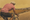 Rear view of a rider in the maglia rosa with a buttoned back pocket, riding through open countryside