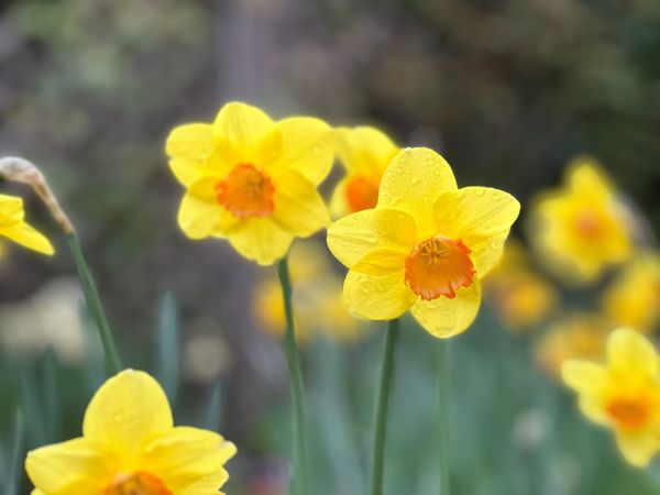 Plant the Daffodils Anyway