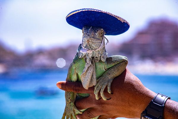 Do Iguanas Need Tiny Sombreros?