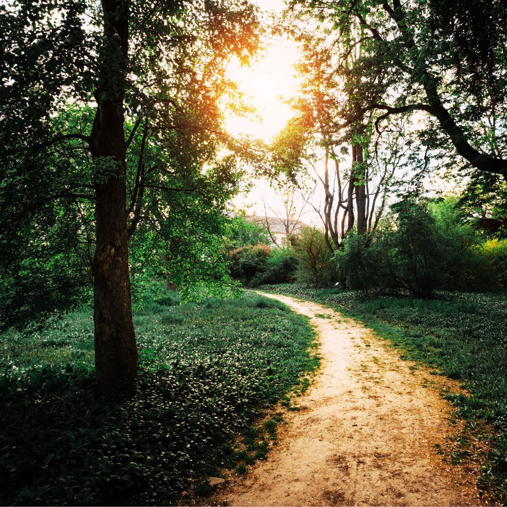 the path