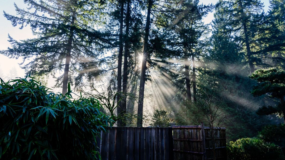 Rock gardens, pandas and bonsai: focus on the details to cultivate what matters