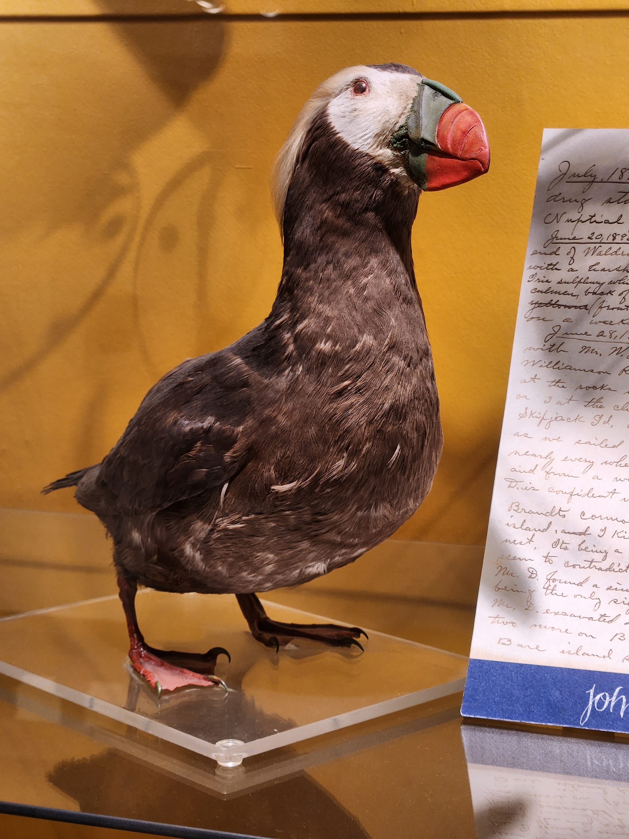 A puffin taxidermy.