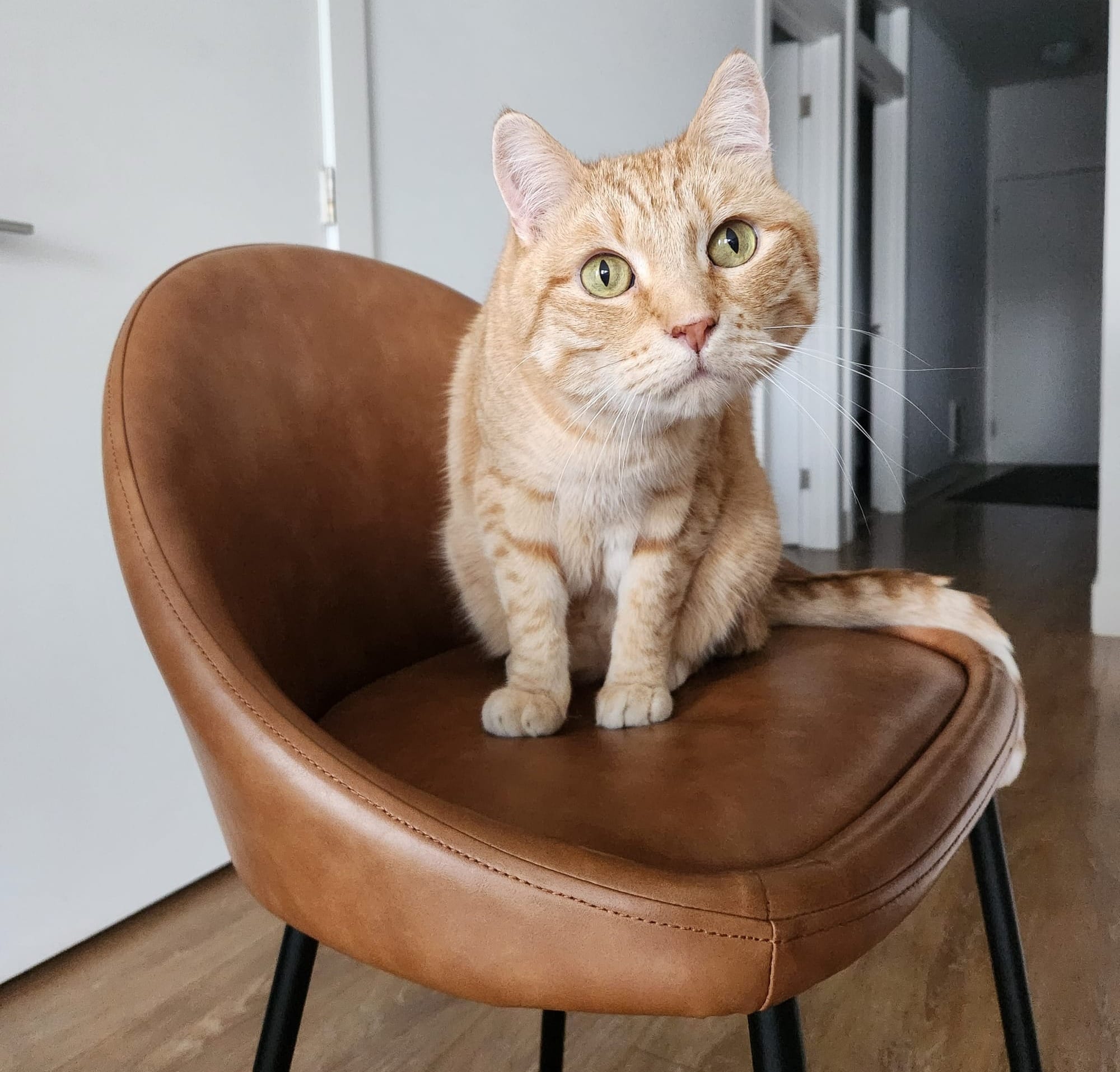 A curious tabby cat looks out from a chair.