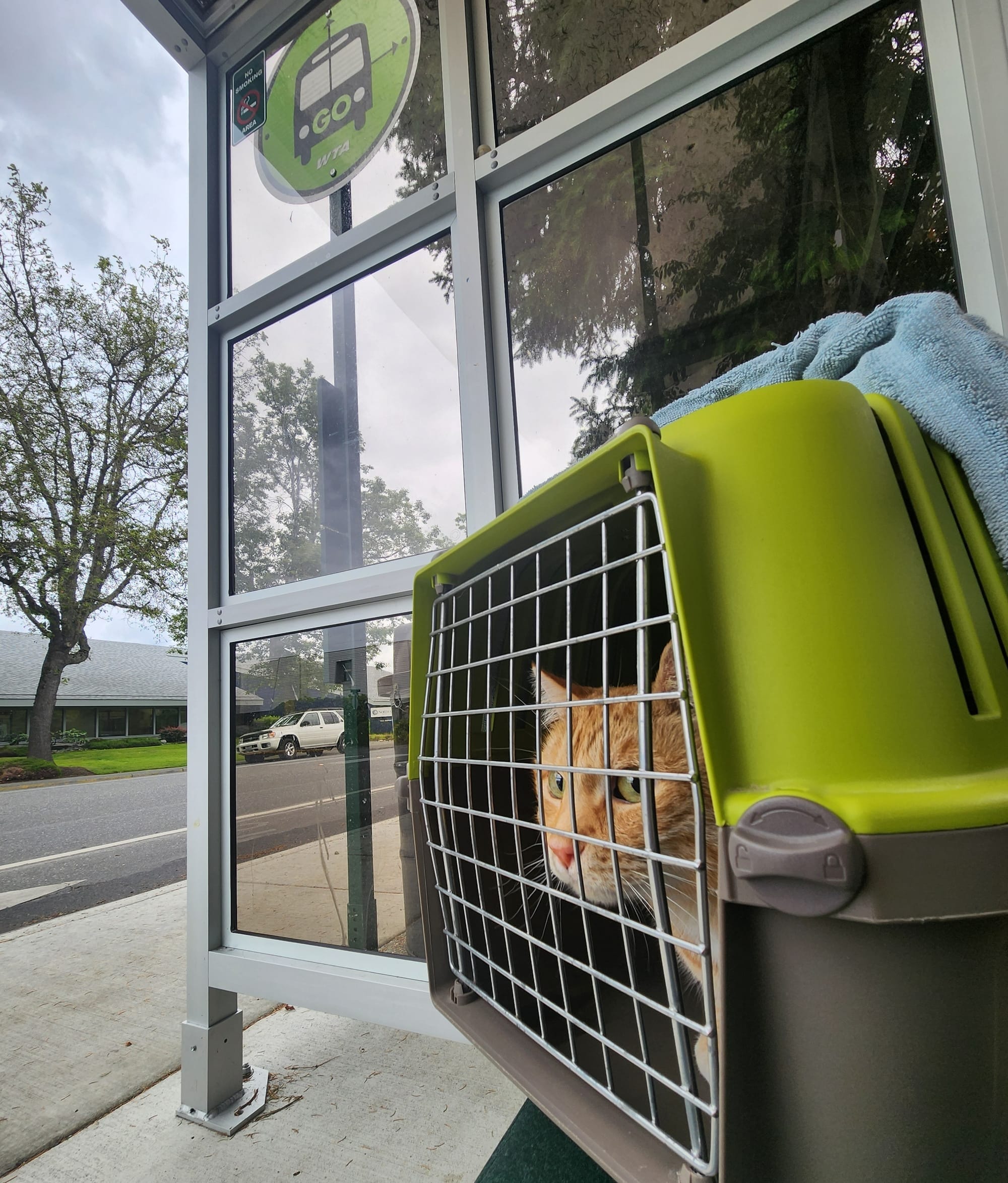 A cat in a neon green cat carrier at a bus stop.