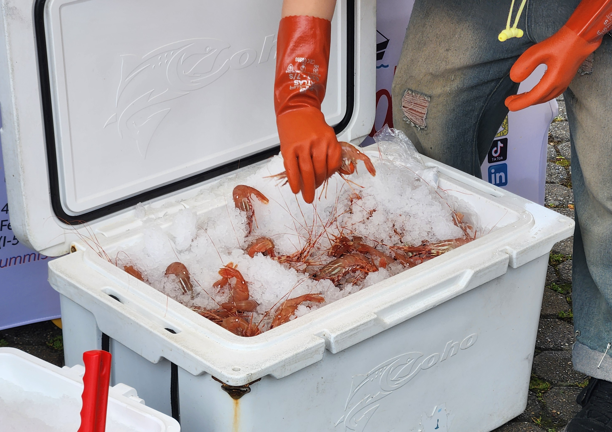 Finding Fresh Local Spot Prawns Despite Squalicum Harbor's Transit Desert
