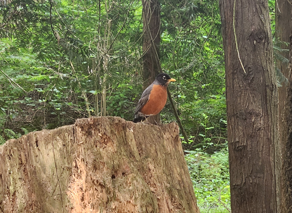 A robin sits on a tree stump surrounded by trees and other forest vegetation.