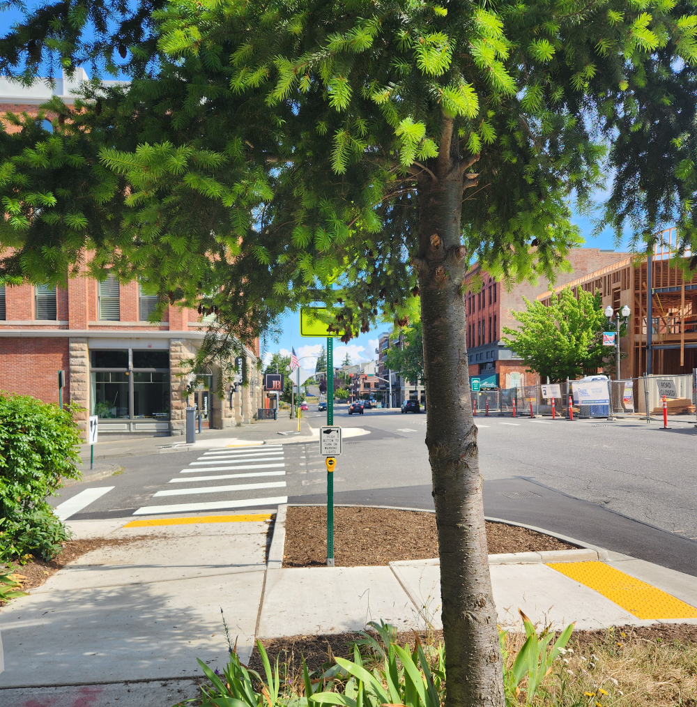 A tree blocks the view of a pedestrian crosswalk beacon at 12th Street & McKenzie Avenue in Fairhaven, adjacent to an important WTA bus stop.