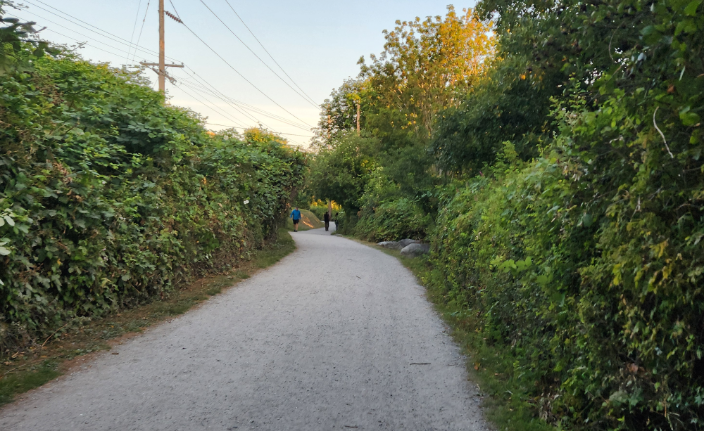 The South Bay Trail between Fairhaven and Taylor Dock, framed by blackberry brambles.