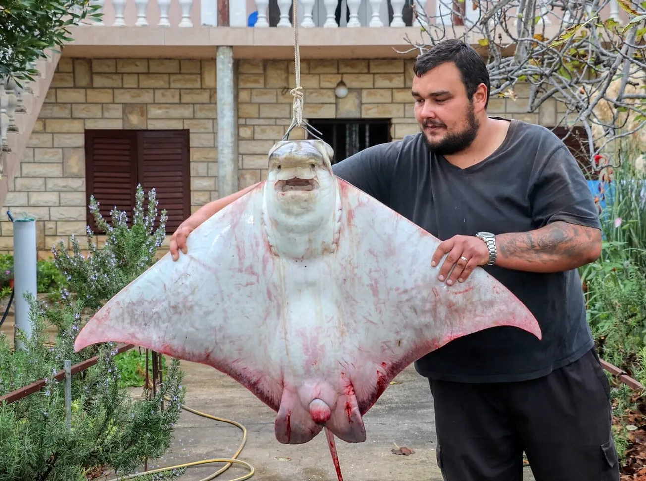 Virskim ribarima ulov života – Šime Dabičić iz mora izvadio goluba ćukana od 40 kilograma