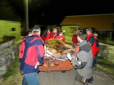 NESVAKIDAŠNJE Zadarski HGSS spasio kravu Cvitu