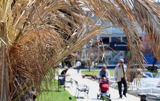 Osušile se zadarske palme na Branimirovoj obali