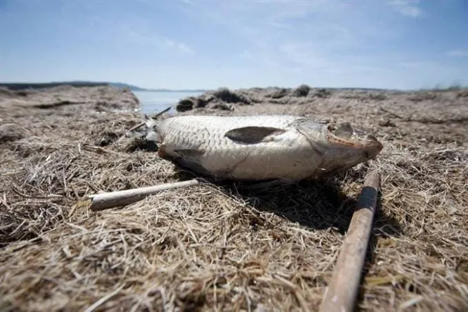 Na stotine kilograma šarana, somova i štuka uginulo je u šašu Vranskog jezera