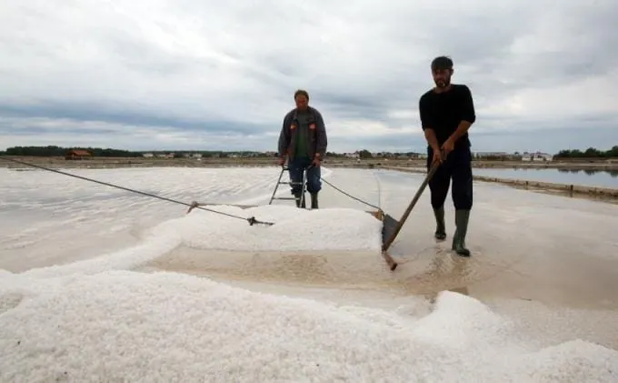 Suša pogodovala proizvodnji solnog cvijeta u Solani Pag