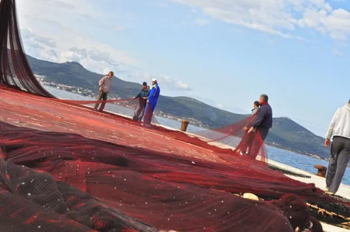 Dr. sc. Neven Bosnić: Srdela dominira Jadranom, proizvodnja konzervi raste